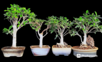 Ficus Microcarpa Gift Bonsai
