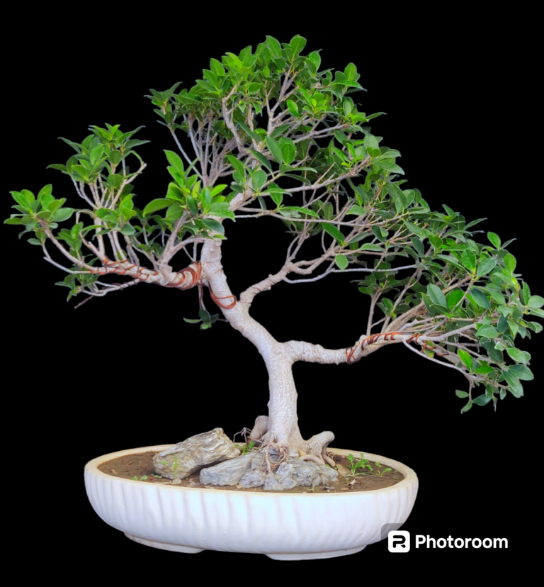 Ficus bonsai for Diwali gifting Ficus Microcarpa Large