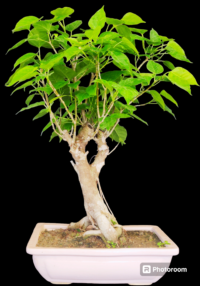 Bodhi Vriksha Bonsai Tree