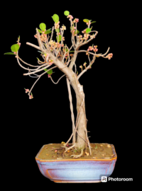 Ficus longisland bonsai