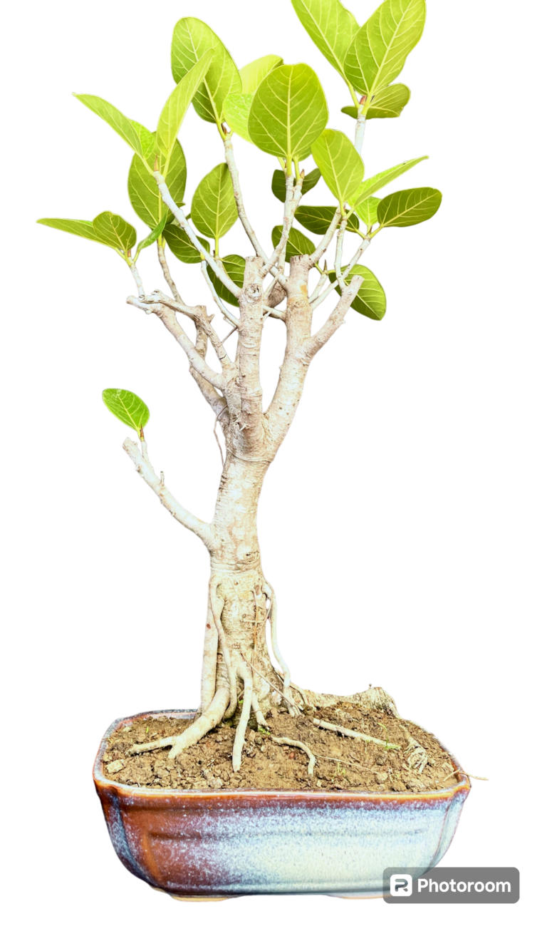 Bargad Bonsai - Buy Ficus Bengalensis! Bargad Bonsai!