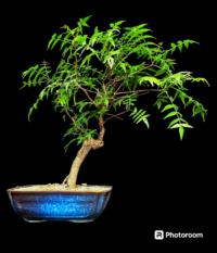 Neem Bonsai Tree
