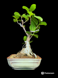 Banyan Tree Bonsai
