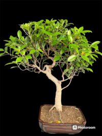 Ficus Microcarpa Large