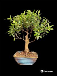 Ficus Microcarpa Small Bonsai