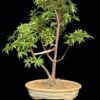 Jacquinia umbellata Bonsai