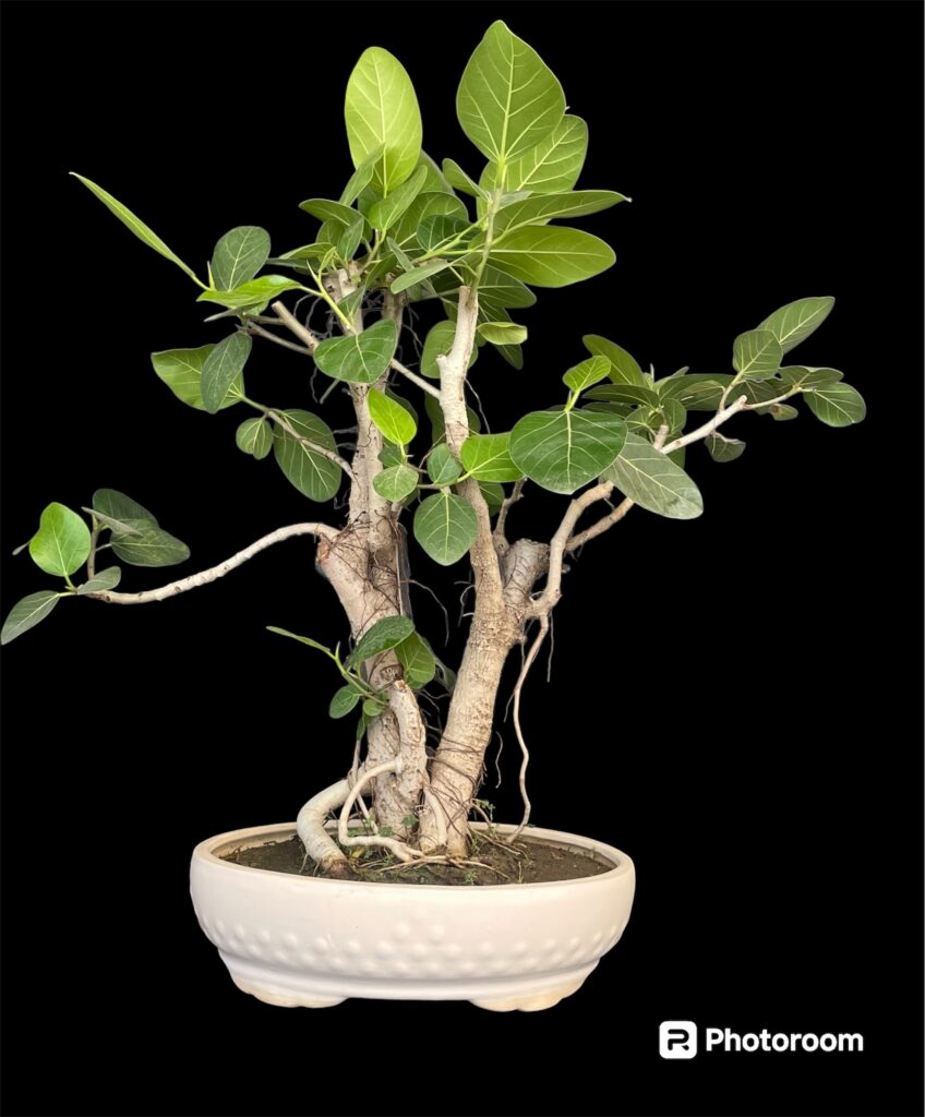 Barh Bonsai Tree Buy Ficus Bengalensis Bargad Bonsai