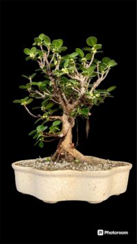 Ficus longisland Indoor Bonsai