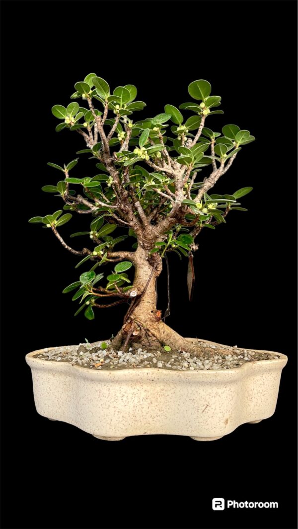 Ficus longisland Indoor Bonsai