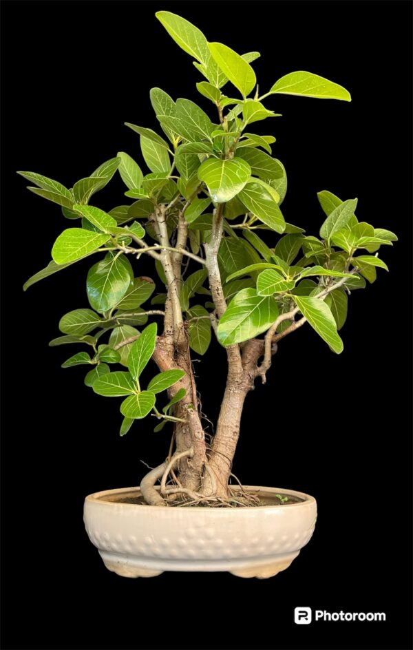 bargad bonsai