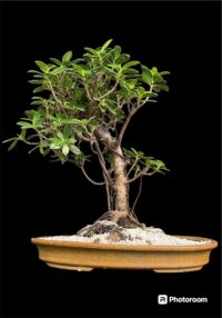 Ficus longisland Indoor Bonsai