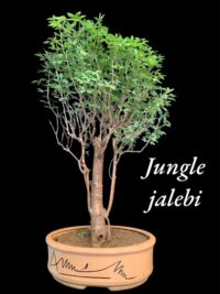 Jungle Jalebi Indian Bonsai