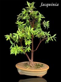 Jacquinia umbellata Bonsai