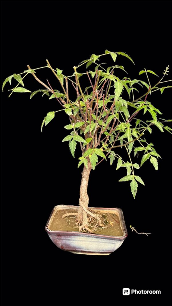 Neem Bonsai Tree