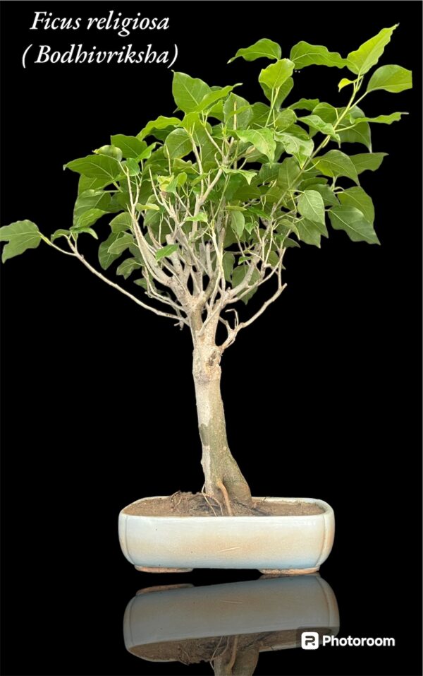 BodhiVriksha Bonsai