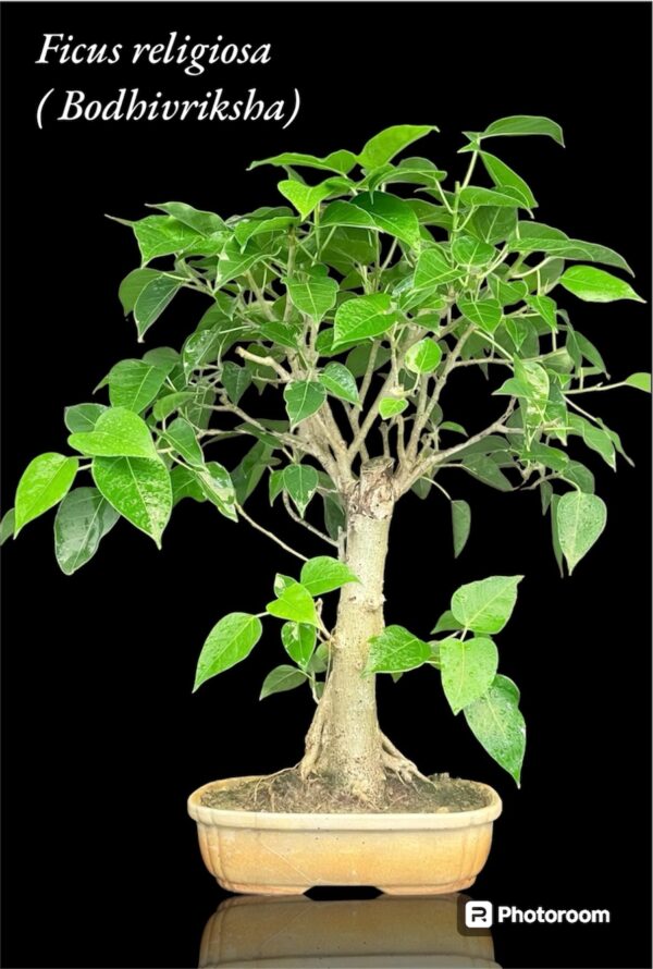 Bodhi Tree Bonsai