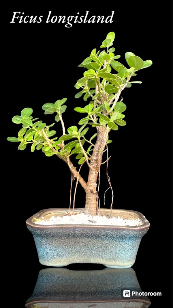 Ficus longisland Indoor Gift Bonsai