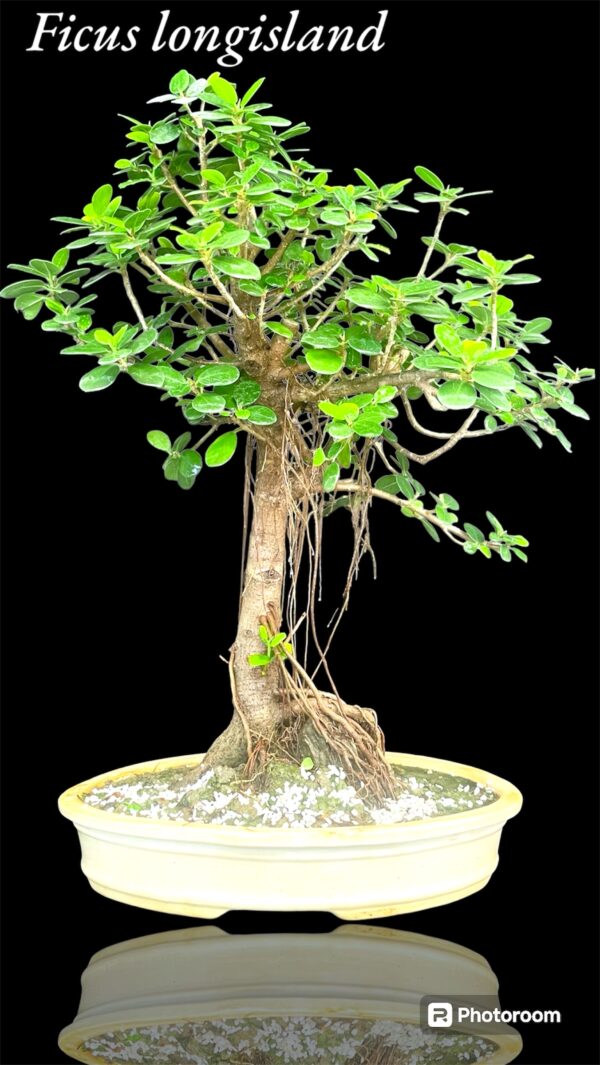 Ficus longisland Indoor Bonsai