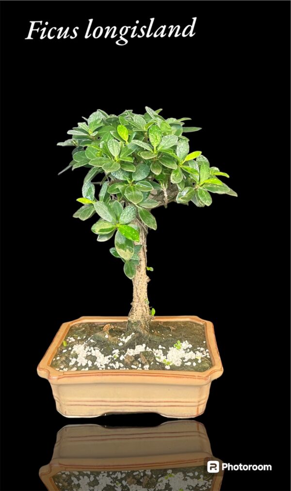 Ficus longisland Gifting Bonsai