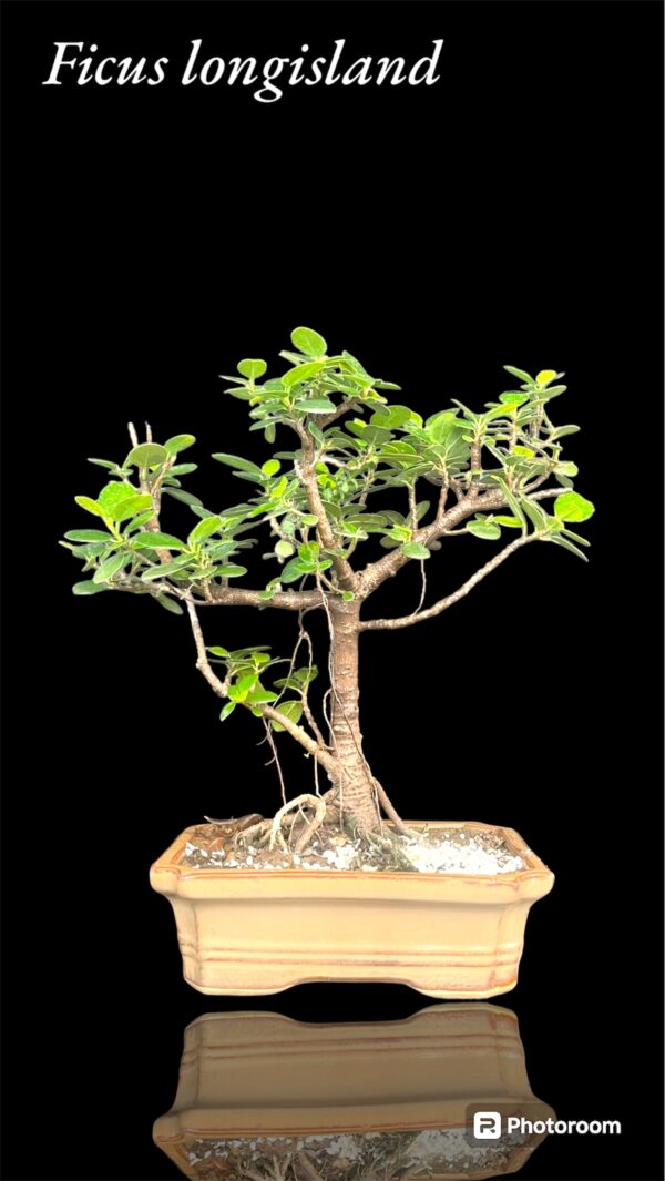 Ficus longisland Bonsai for Gift