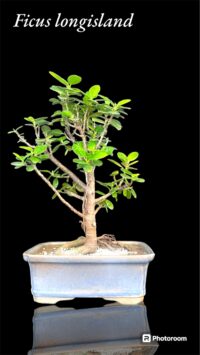 Ficus Bonsai Gift