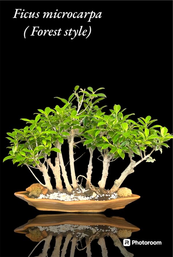 Ficus Microcarpa Rock Forest