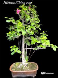 Hibiscus Bonsai