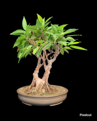 Pilkhan indian bonsai tree