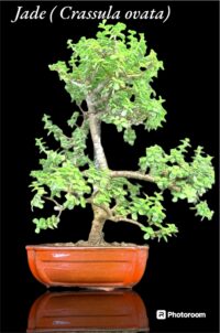 Crasulla Bonsai