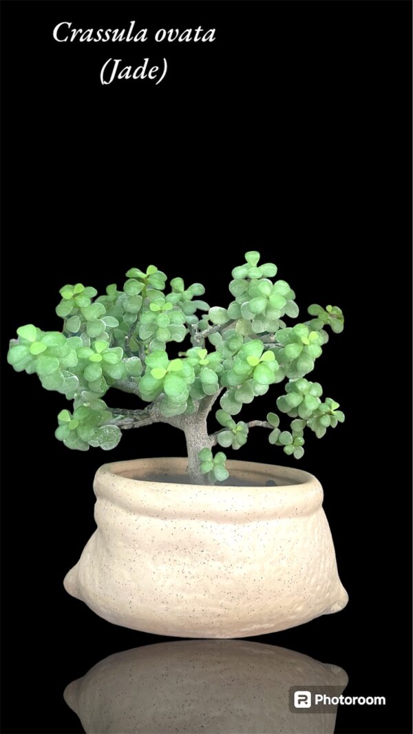 Jade Bonsai small