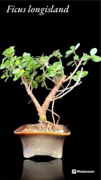 Ficus longisland Gift Bonsai