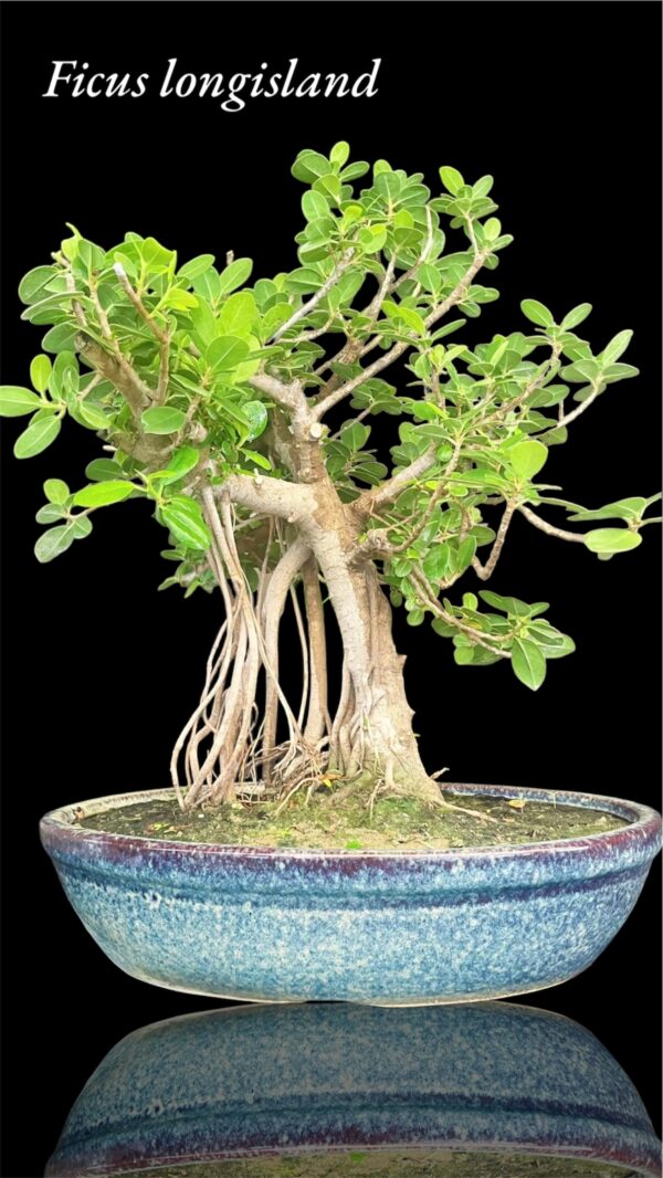 Ficus longisland Bonsai Tree XL