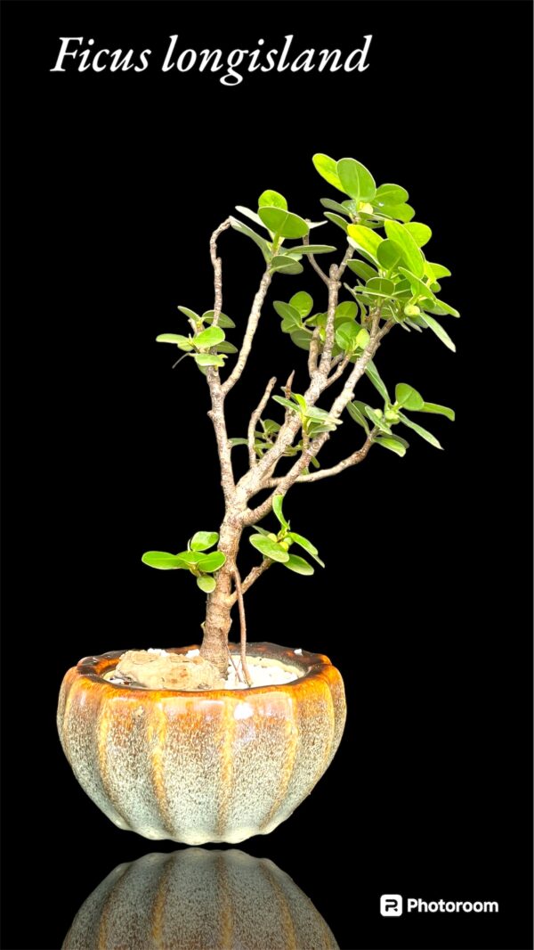 Ficus Longsiland Gifting Bonsai