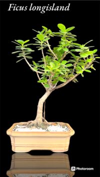 Ficus Longsiland Gifting Bonsai