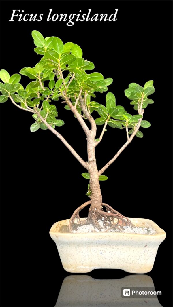 Ficus longisland Indoor