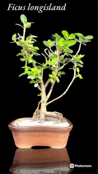 Ficus Longsiland Gifting Bonsai