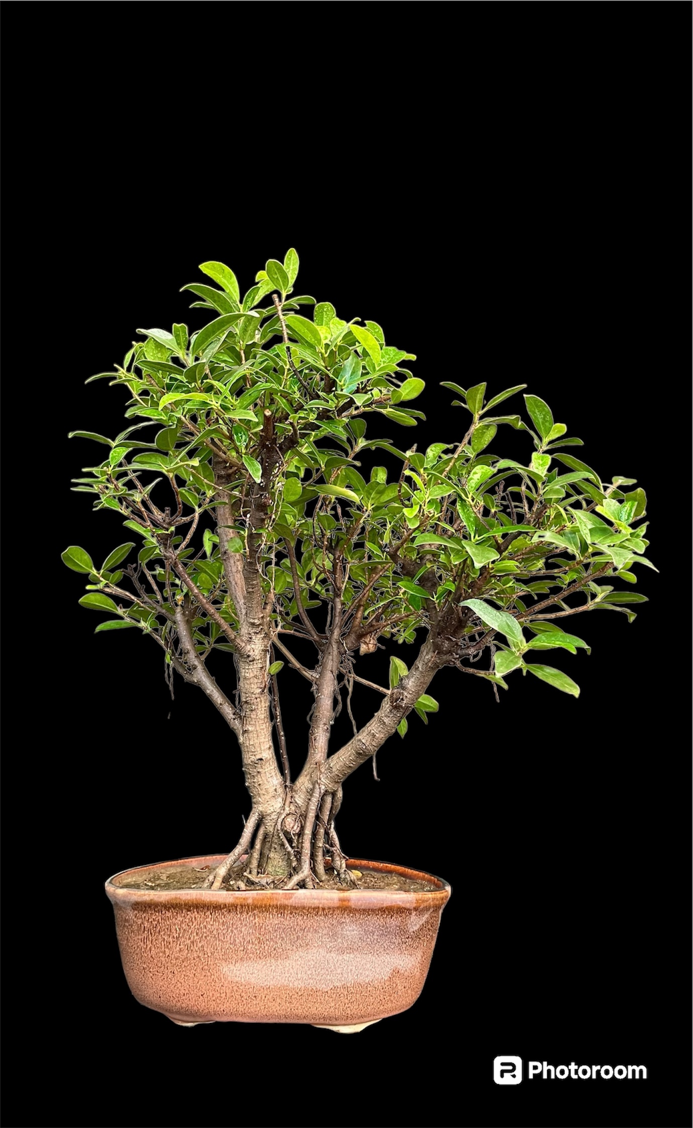 Ficus longisland Bonsai