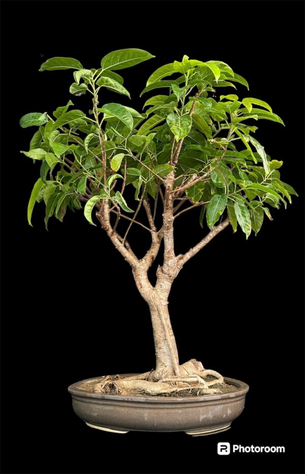 Pilkhan Bonsai