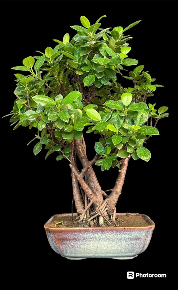 Ficus longisland Indoor compact Bonsai