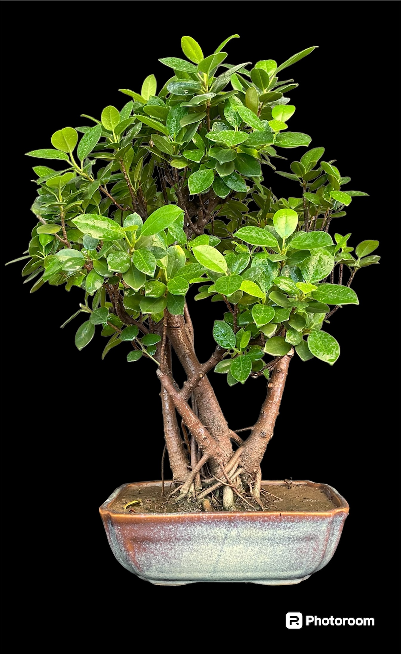 Ficus longisland Indoor compact Bonsai