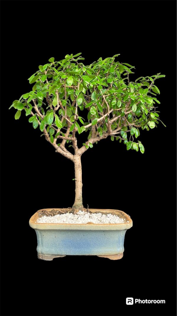 Carmona Flowering Bonsai