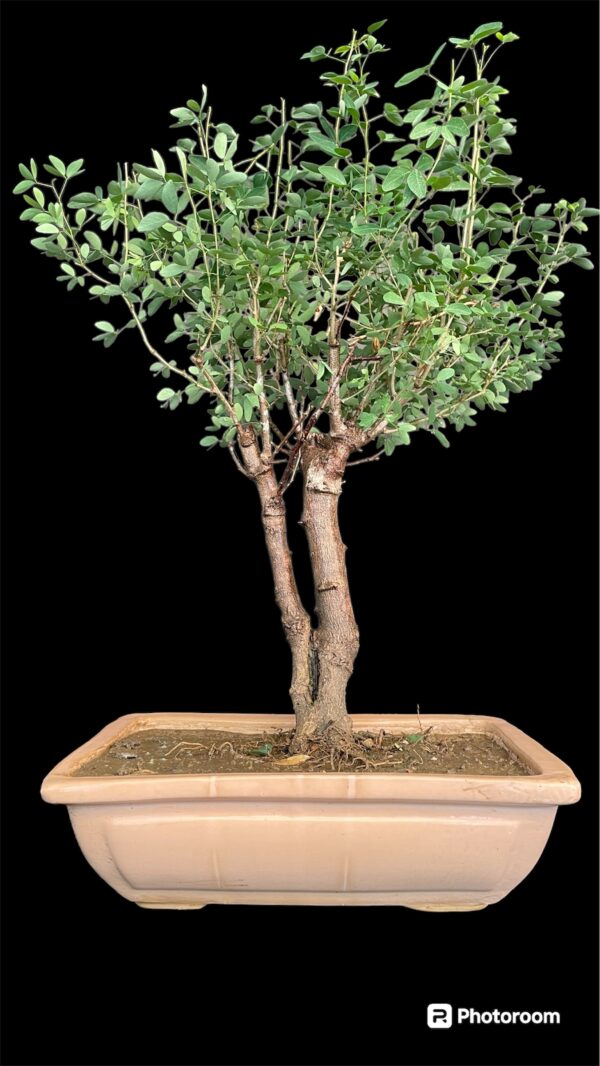 Pithecellobium dulce Jungle jalebi Bonsai