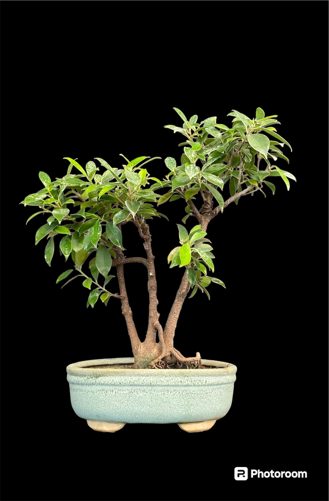 Ficus Microcarpa Gift Art Bonsai