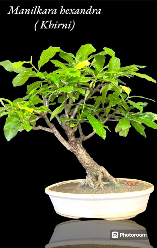 Khirni Bonsai Tree