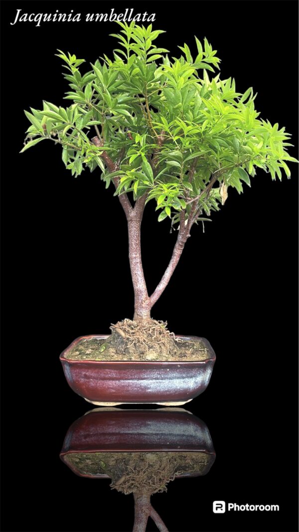 Jacquinia umbellata Bonsai