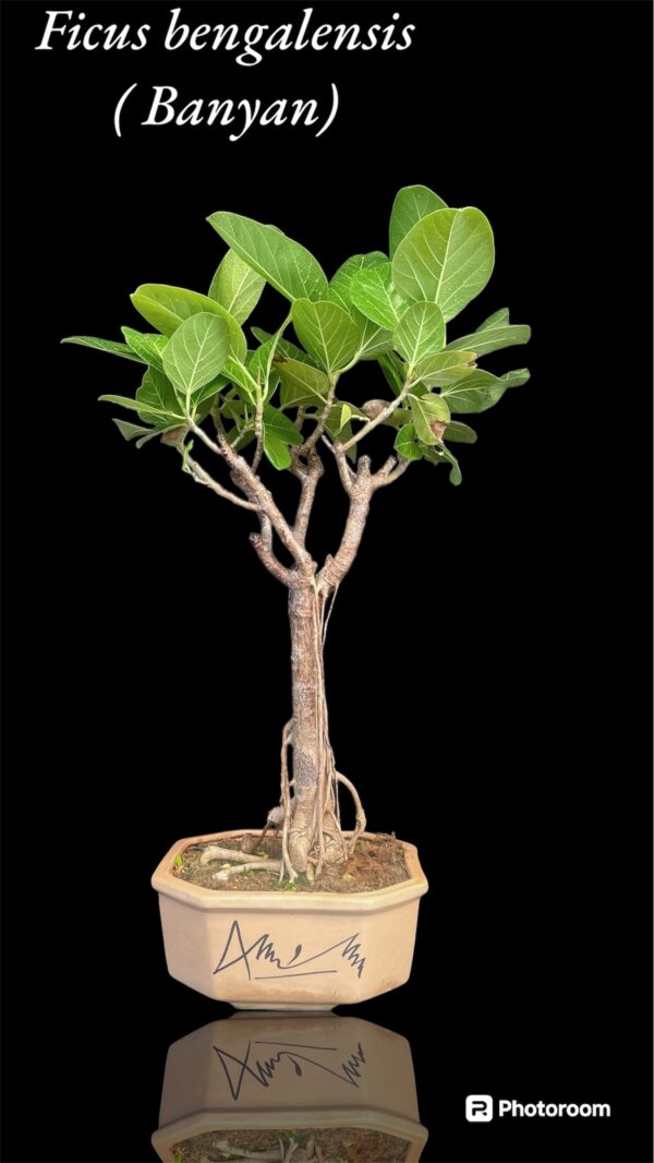 Barh the auspicious Bonsai