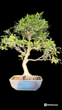 Indian microcarpa bonsai