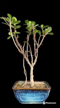 longisland gift bonsai