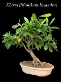 Khirni Bonsai Tree