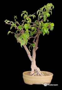 Bougainvillea Bonsai Medium